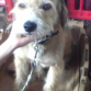 mi perro popy es mediano tierno y bueno 